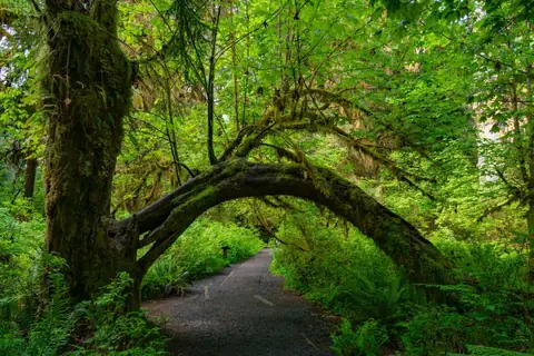 New Global Ranking Names the Hoh Rain Forest the World’s Most Underrated Natural Wonder