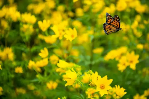 Millions of Monarch Butterflies Are Flying 3,000 Miles to Mexico!