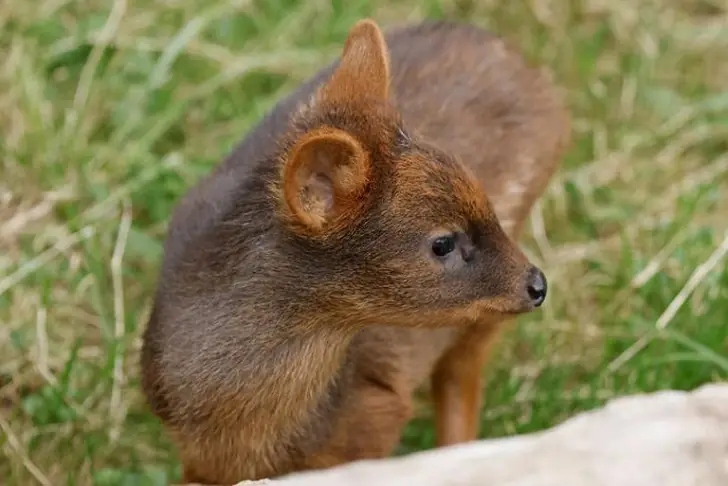 The Warsaw Zoo welcomed a tiny pudu fawn.
