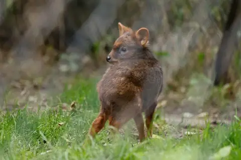 Warsaw Zoo Welcomes the World’s Second-Smallest Deer