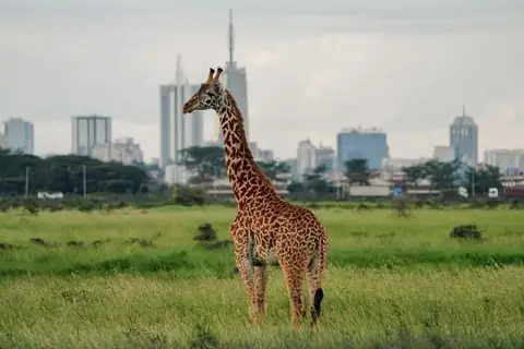 Urban Safaris Are on the Rise! Here’s Where You Can Try It