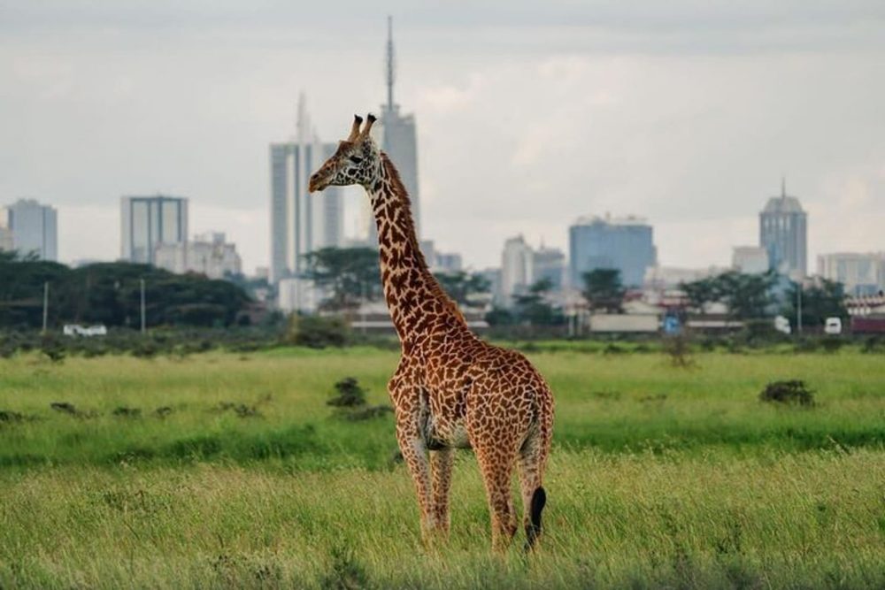 Urban Safaris Are on the Rise! Here’s Where You Can Try It
